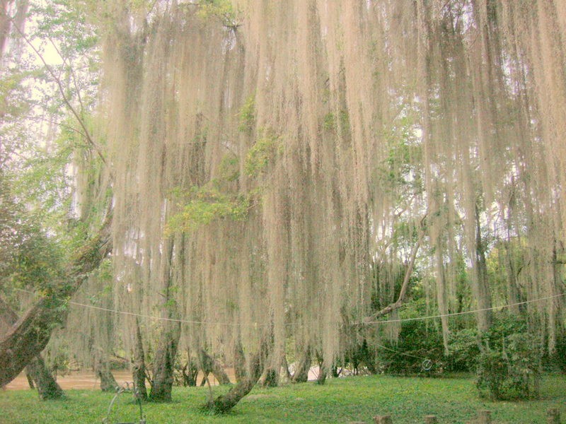 PARQUE GALLINERAL