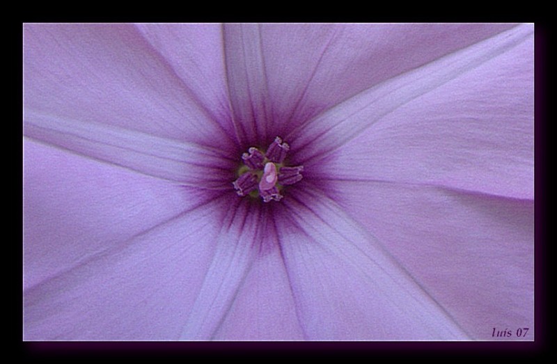 Dibujando una flor