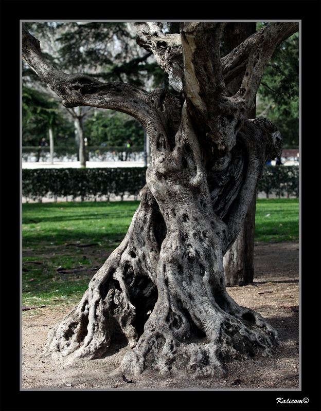 CUANDO LA NATURALEZA SE PONE ARTSTICA