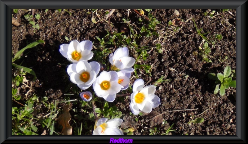 Se adelanta la primavera?