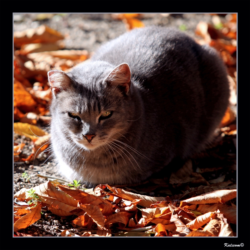 EL GATO EN OTOO