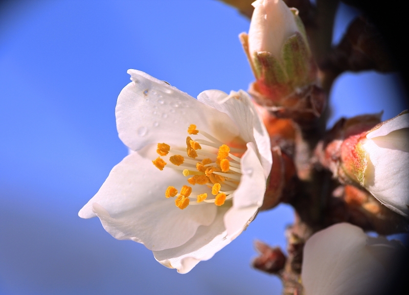 LLEGA LA PRIMAVERA