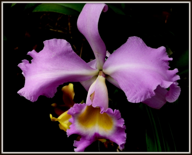 ORQUIDEA  3