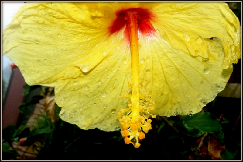 Gotas en Amarillo