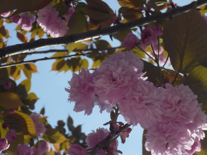 Hermosa flor de primavera