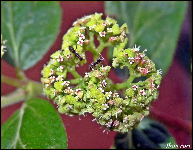 jardin miniatura