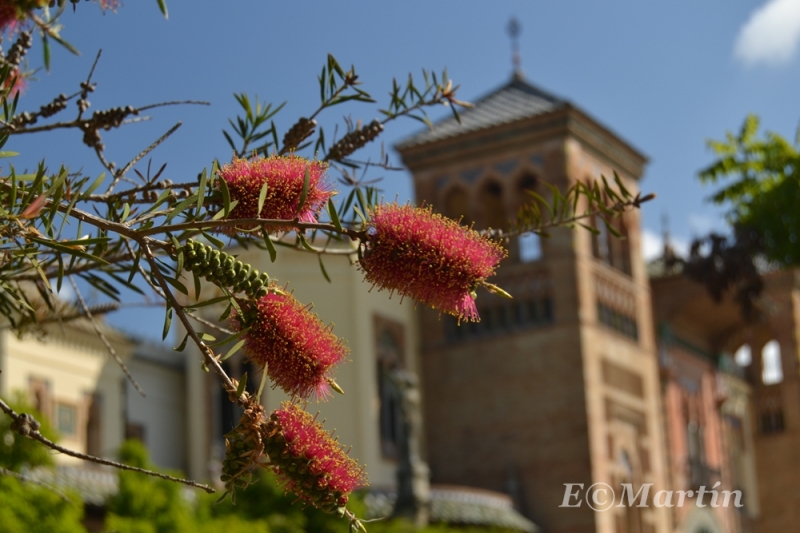 Callistemon