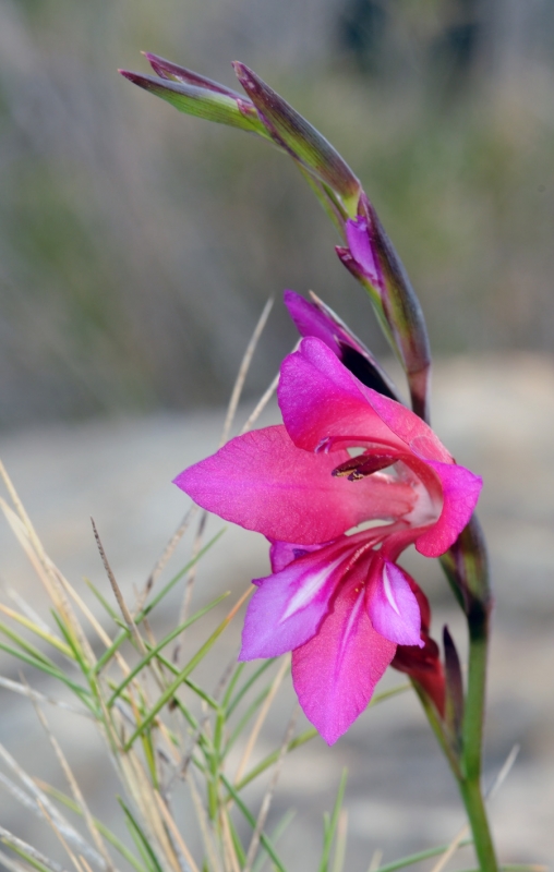 Gladiolus Illyricus