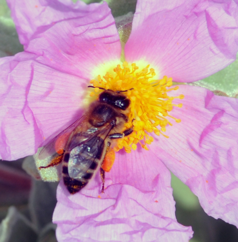 Una jara y abeja