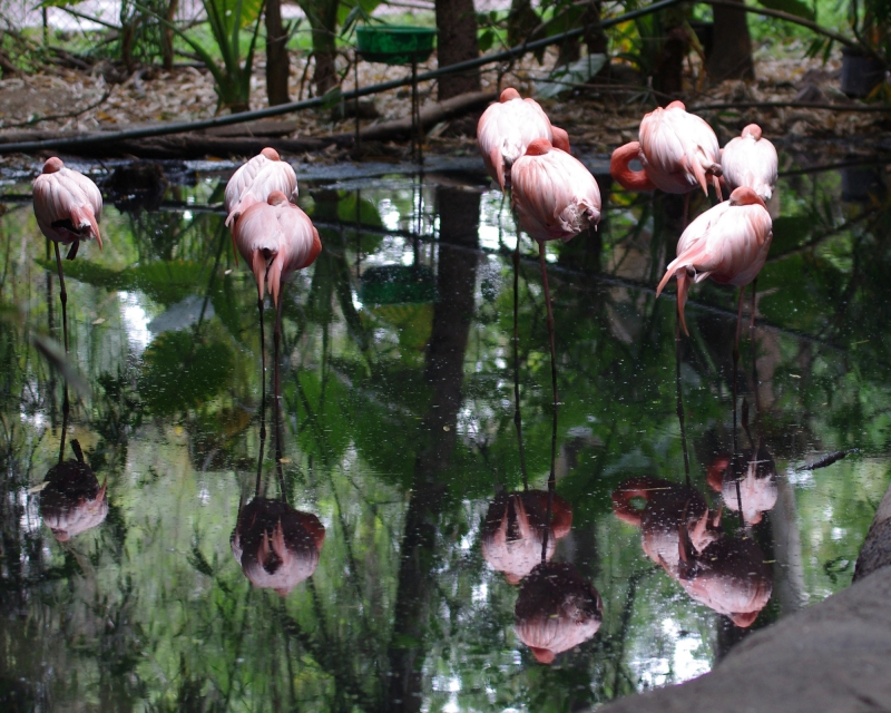 FLAMINGOS