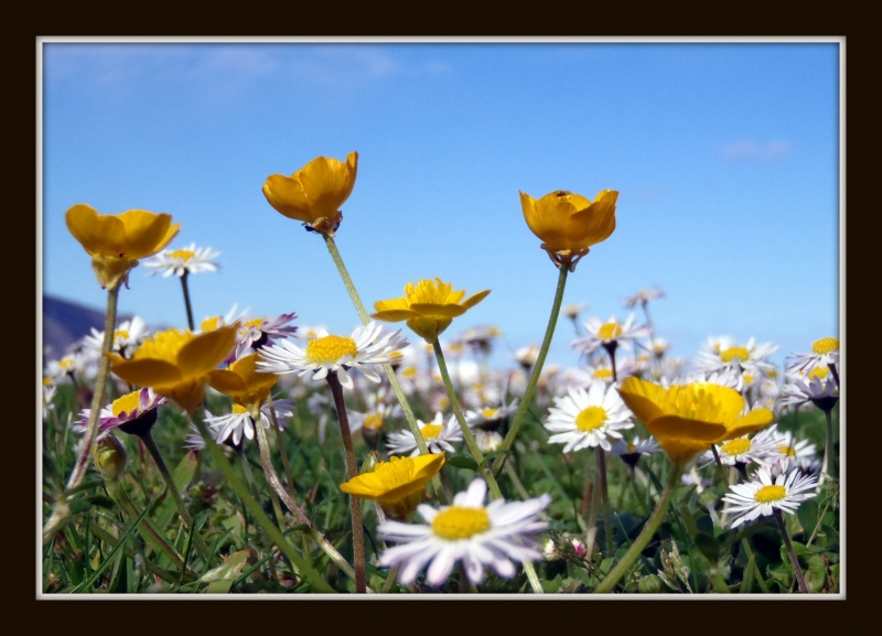 aroma primaveral