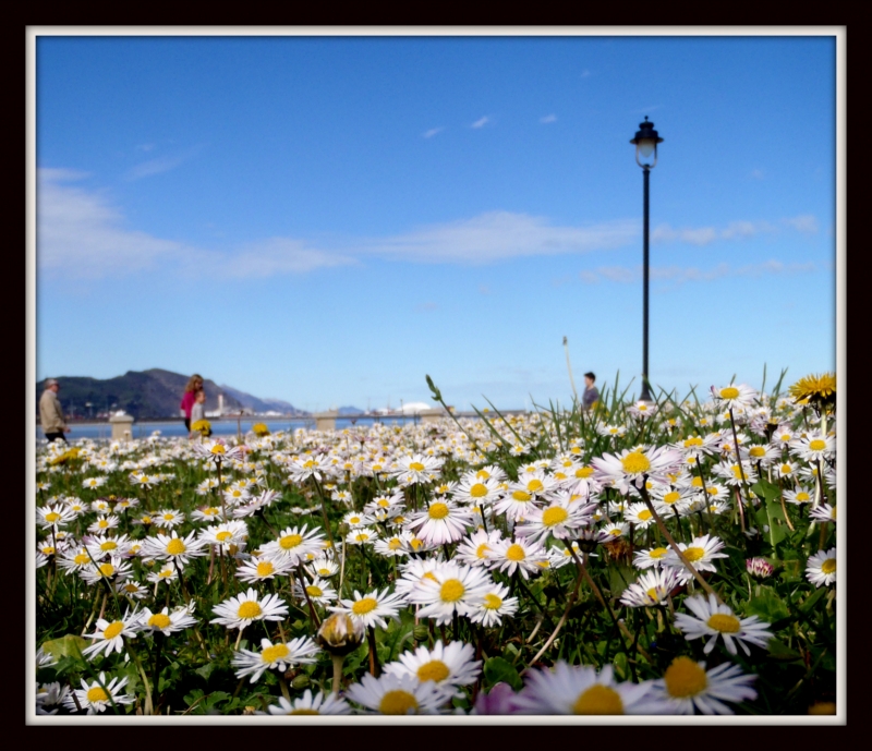 entre flores