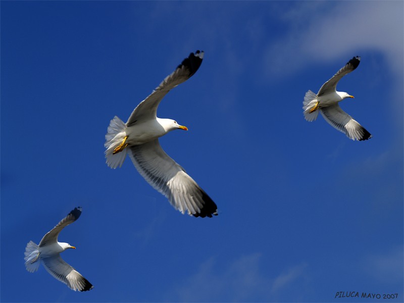 EN PLENO VUELO