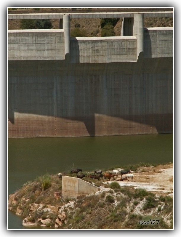 Caballos en el embalse