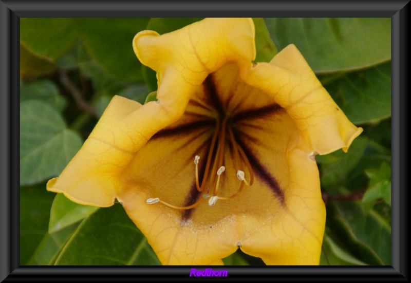 Detalles de una flor amarilla