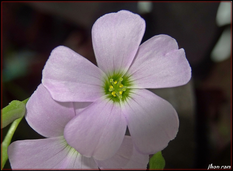 estrella en flor ?