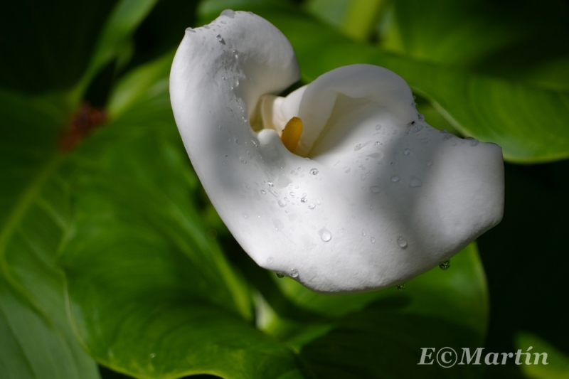 Zantedeschia aethiopica (cala o lirio de agua)