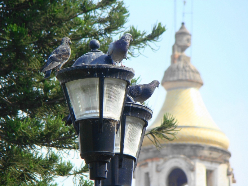 Palomas y Farolas