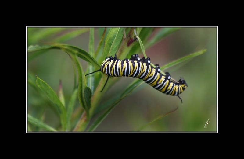 Oruga de la mariposa monarca