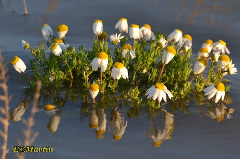 Flores al agua