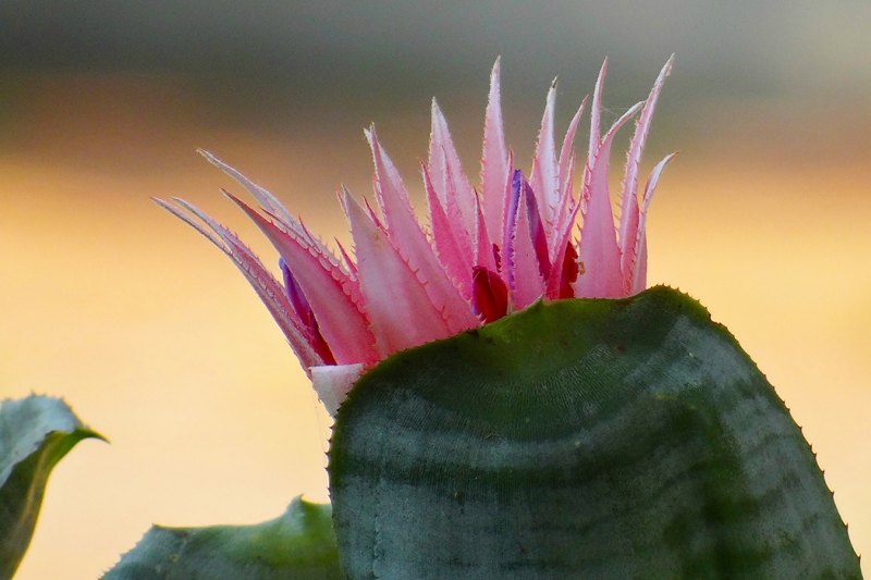 NUEVA FLOR......