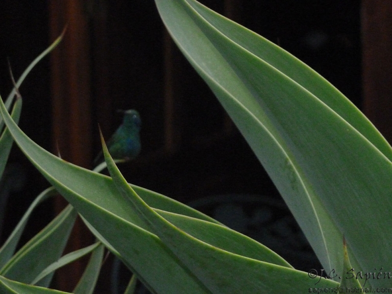 Y el colibri_01