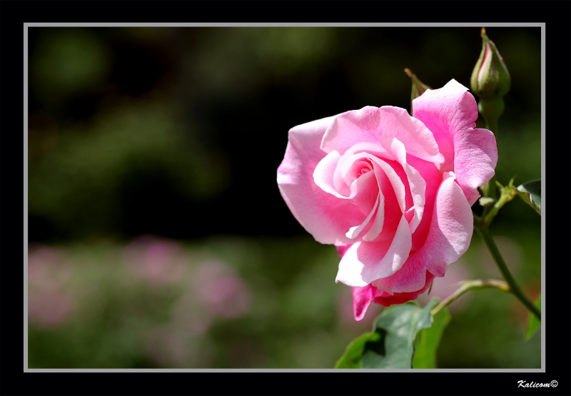 UNA FLOR PARA TI-2