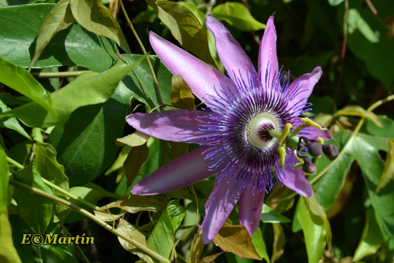 Passiflora