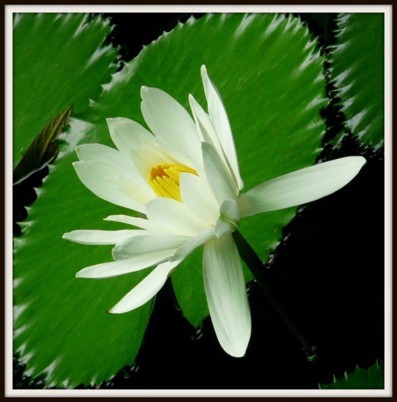 NENUFAR 2013