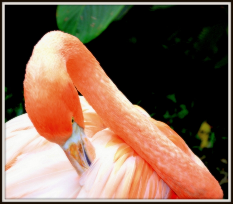 Flamingo  19