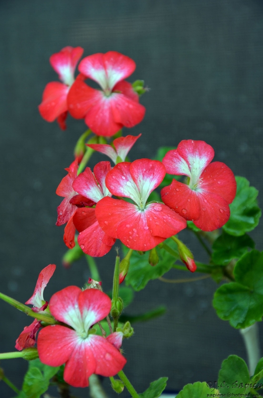 Flor_10
