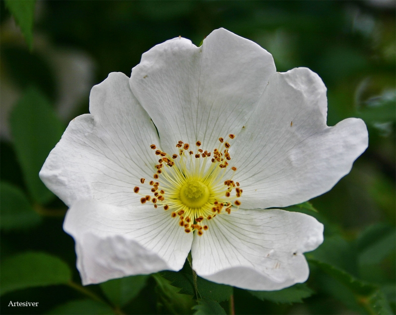 florecita del campo