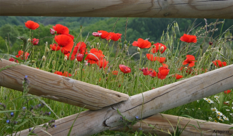 amapolas