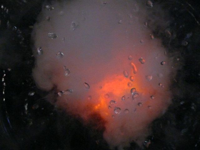 eclosion del cosmos
