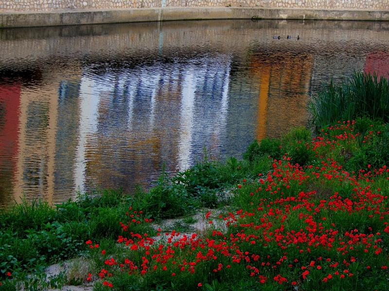 amapolas