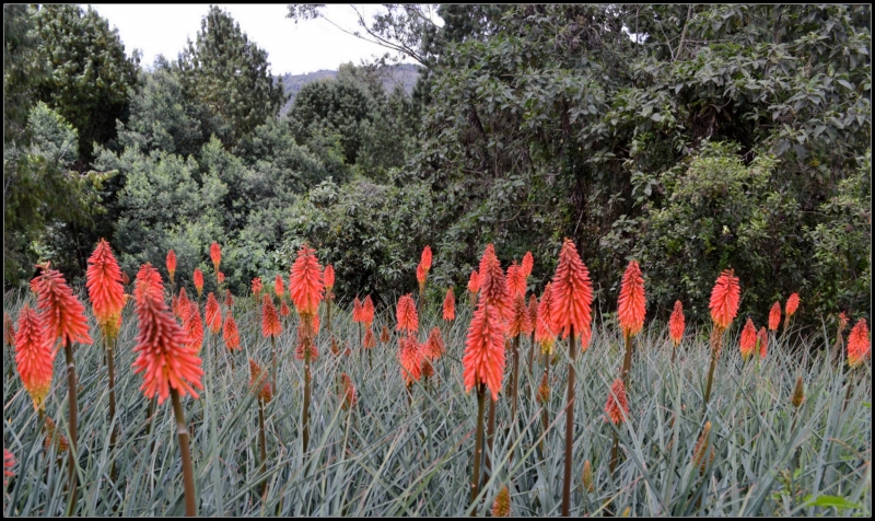 BONITAS