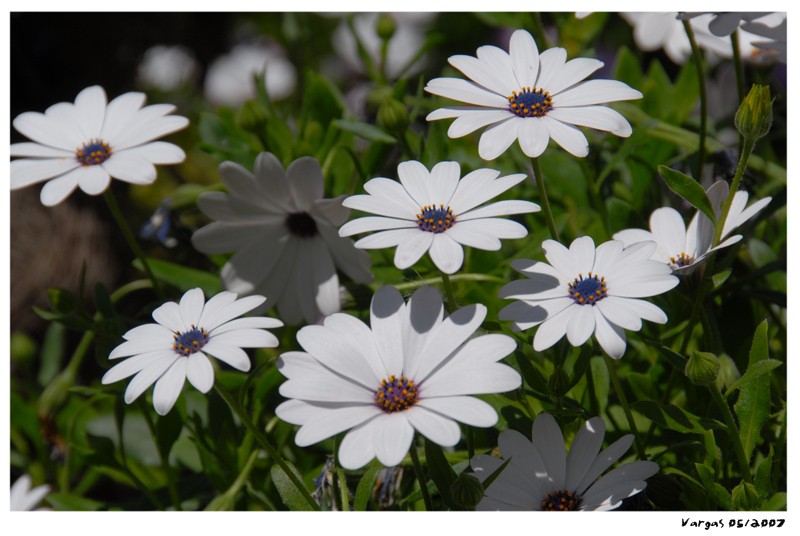 florecillas