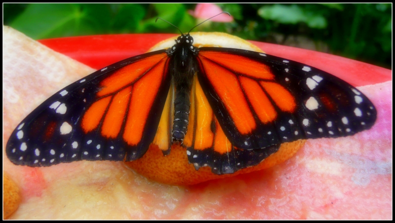 MARIPOSA EN NARANJA