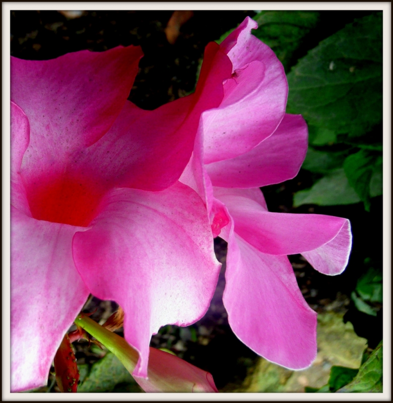 TU FLOR