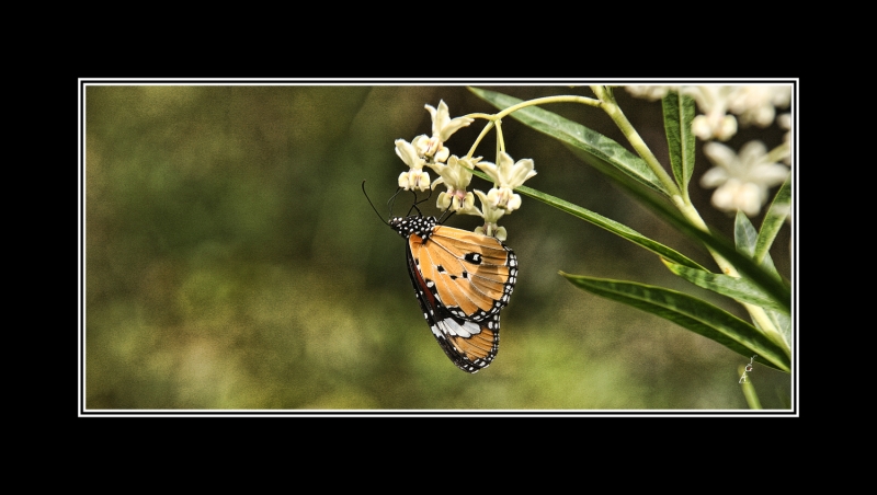 Mariposa  Monarca