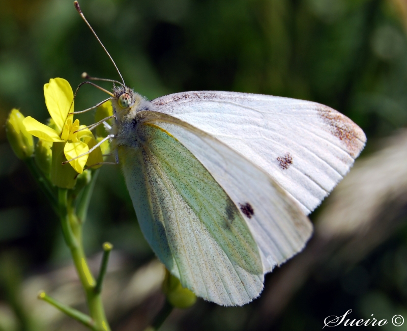 mariposa albina