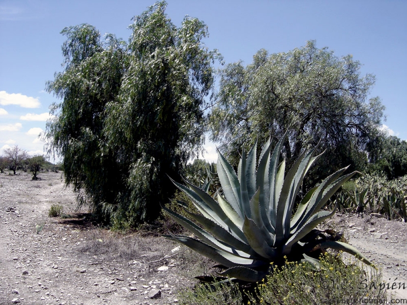 Maguey_01