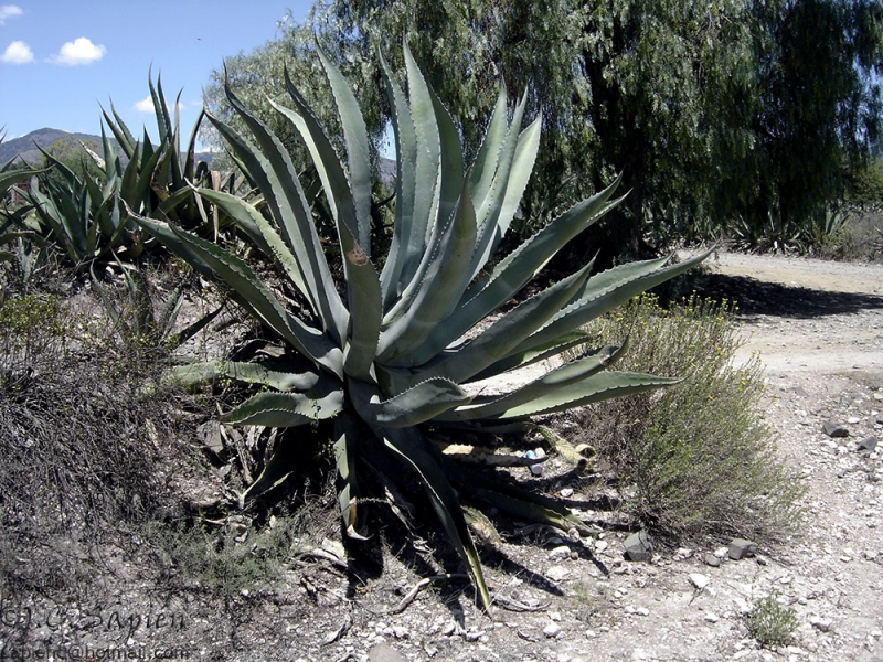 Maguey_02