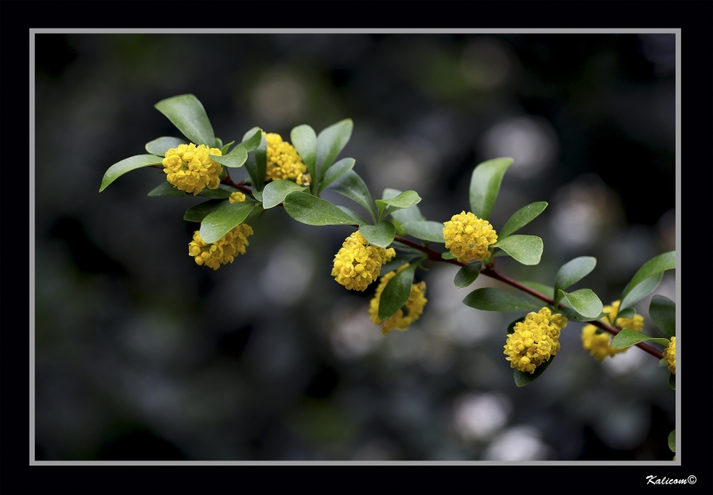 BERBERIS DIELSIANA