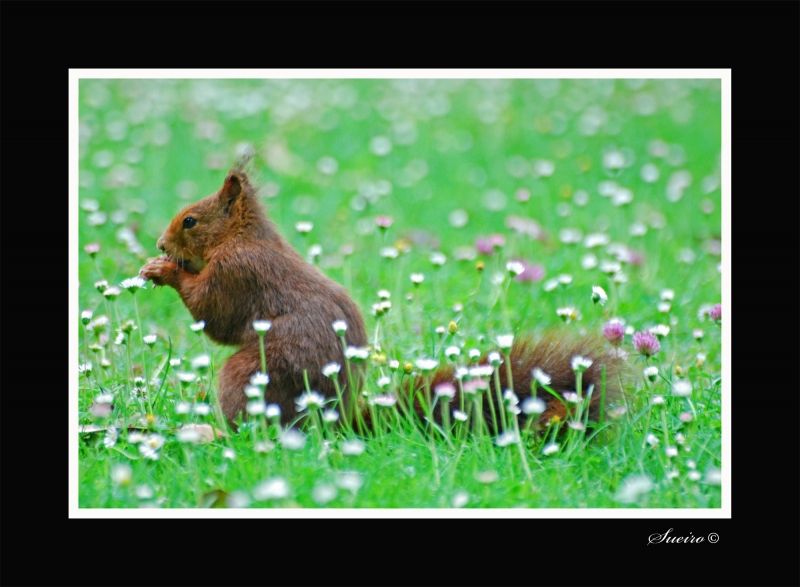 buscando comida