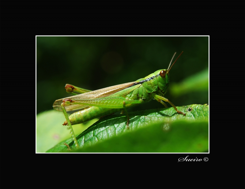 insecto verde