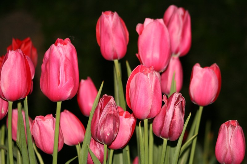 Tulipanes