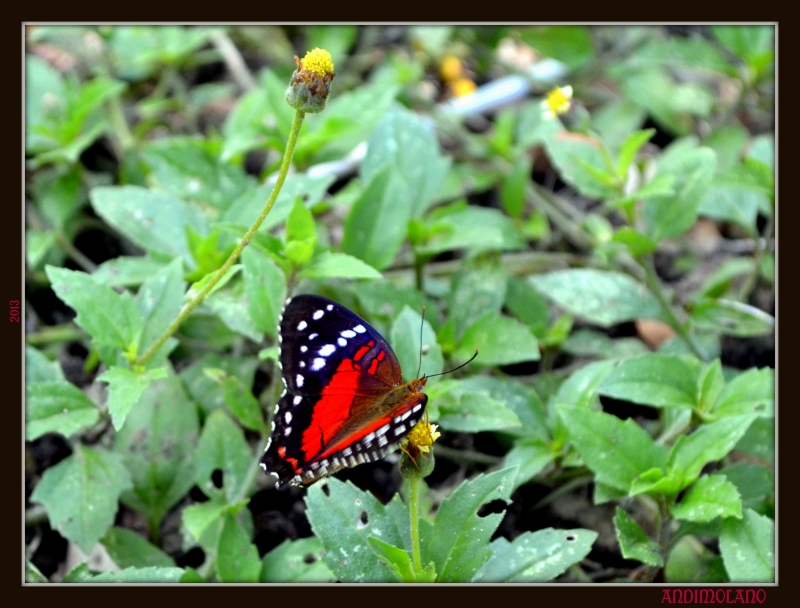 SIMPLEMENTE MARIPOSA 