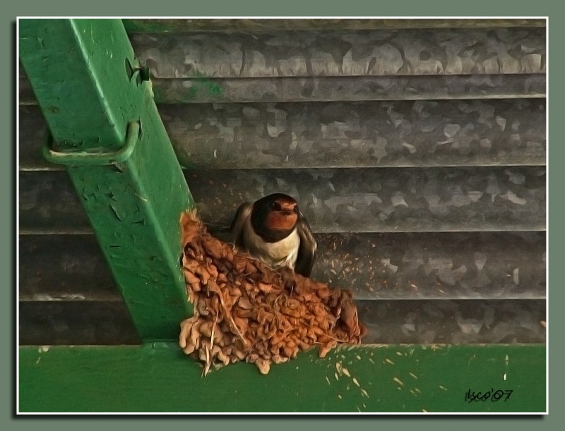 Golondrina