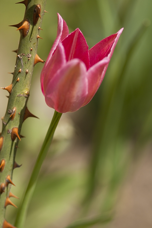 primavera...y los flores